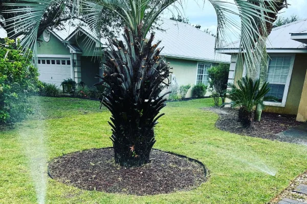 Yard Landscaping